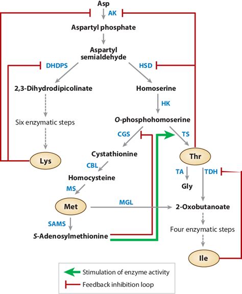 The Asp family of amino acids and the biosynthesis pathways leading to ...