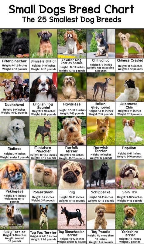 small dogs breeds chart with the names and pictures for each dog in ...