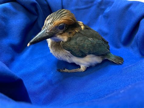 The Triumphs and Challenges of Raising One of the World's Rarest Birds ...