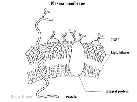 DRAW IT NEAT: How to draw plasma membrane (Cell membrane)