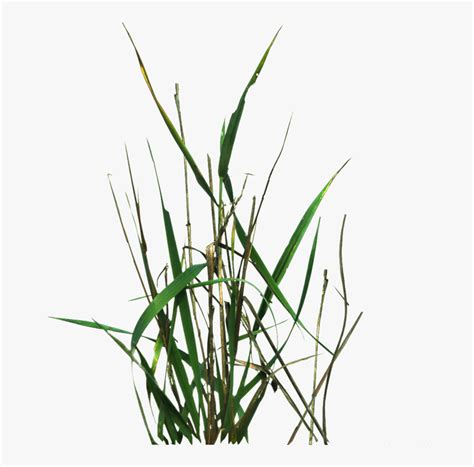 Grass Blade Texture Png - Unity 2d Grass Texture, Transparent Png - kindpng