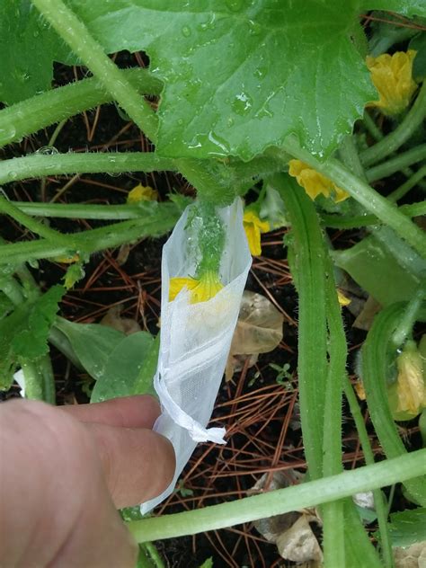 The Scientific Gardener: Methods of Keeping Cucumber Varieties Pure