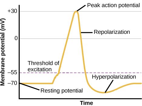 Neuron depolarization, hyperpolarization, and action potentials