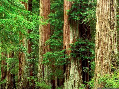 Redwood Forest Wallpapers - Top Free Redwood Forest Backgrounds ...