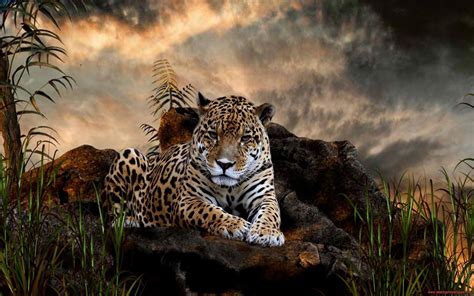 Amazing Tiger Animal Wallpaper - Live Wallpaper HD