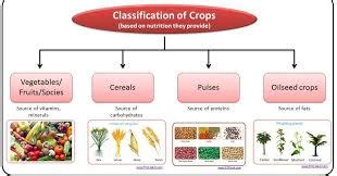 Trends in Crop Production Nationally and Globally - Globalinfo247