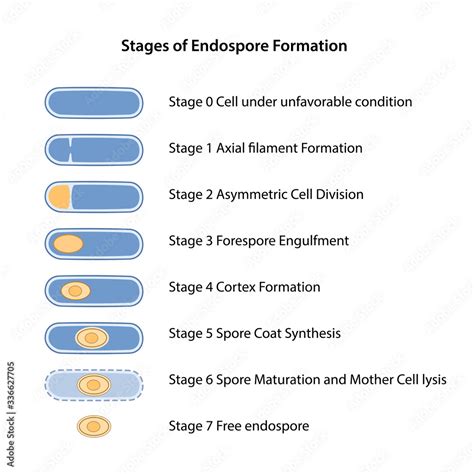 Sporulation. Stages of endospore formation: cell division, engulfment ...