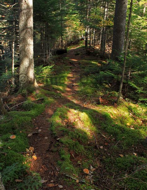 Mossy Trail