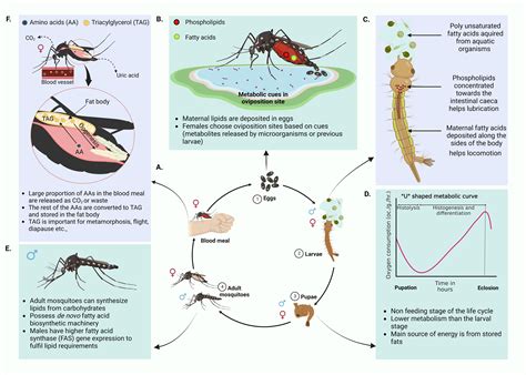 Dengue Mosquito Life Cycle