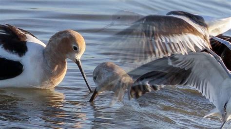 Avocet in Flight - Feb 2017 - YouTube