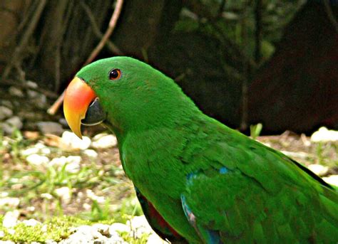 HD Animals: green parrot