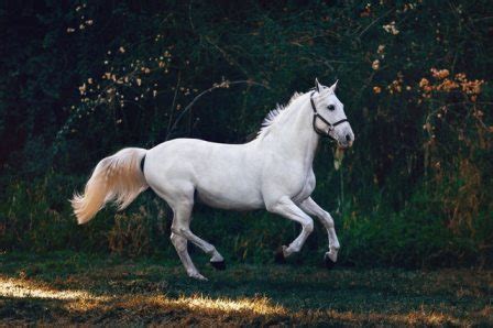 Best White Horse Breeds You Should Know About