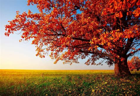 Autumn Trees Desktop Wallpapers - Top Free Autumn Trees Desktop ...