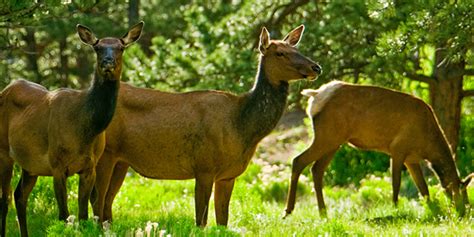 Wildlife Watching in Estes Park | Rocky Mountain National Park