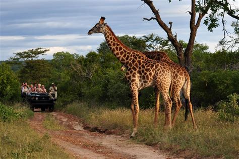 5-Star African Safari with Unique Zambezi Queen River Safari | Zicasso