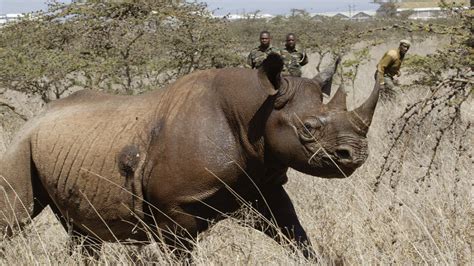 Conservation efforts slowly reviving African black rhino population - CGTN