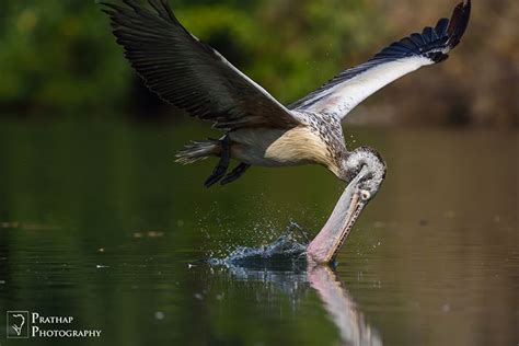 11 Professional Bird Photography Tips & Techniques That Will Change ...