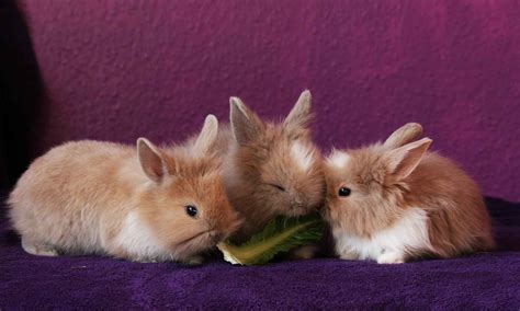 16 Interesting Facts About Baby Rabbits – Petanew