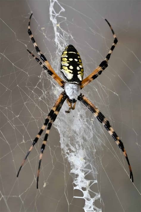 Why do Orb Weaving Spiders Make Patterned Webs? | U.S. Pest