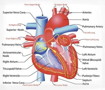 Biology: Cardiovascular System Anatomy Diagram by Science Land | TpT