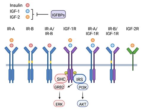 Life | Free Full-Text | The Insulin-like Growth Factor Signaling ...