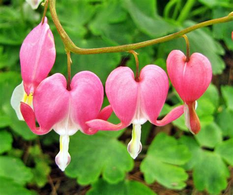 Bleeding Hearts: Plant Care and Collection of Varieties - Garden.org