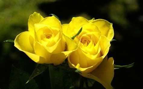 Black and Yellow Roses Wallpapers - Top Free Black and Yellow Roses ...