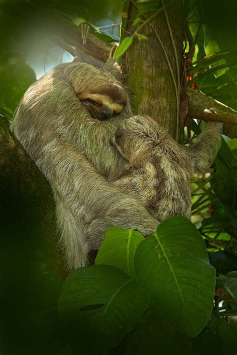 Sloth with Young Baby. Beautiful Animal in Nature Habitat Stock Photo ...