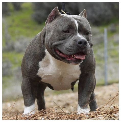 American Bully SBK’s First Son #american #bully #pocket #blue # ...