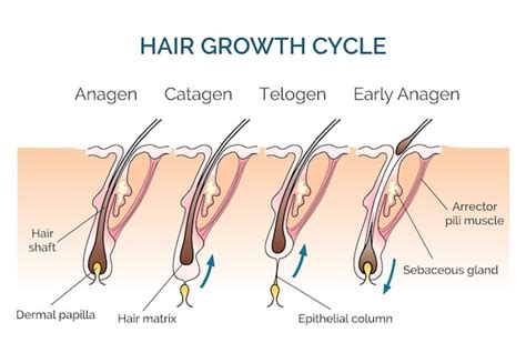 Free Vector | Hair growth cycle. Hair cycle, science phase hair, human ...