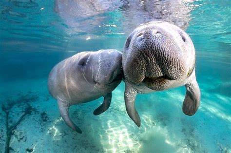 Guide to Swimming with Manatees in Crystal River