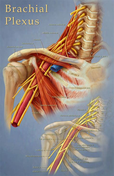 Brachial Plexus Anatomy PDF