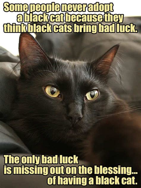 The World History Of Black Cats Bringing GOOD LUCK! - Cole & Marmalade