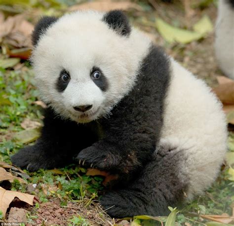 Panda cubs get to grips with climbing branches | Daily Mail Online