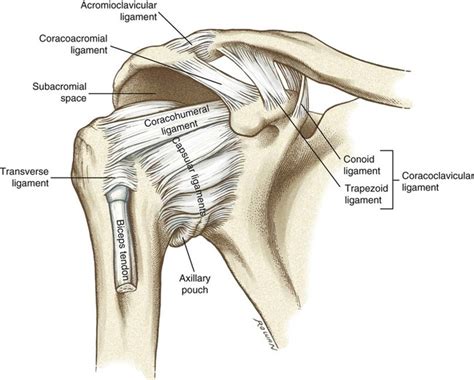 Structure and Function of the Shoulder Complex | Musculoskeletal Key