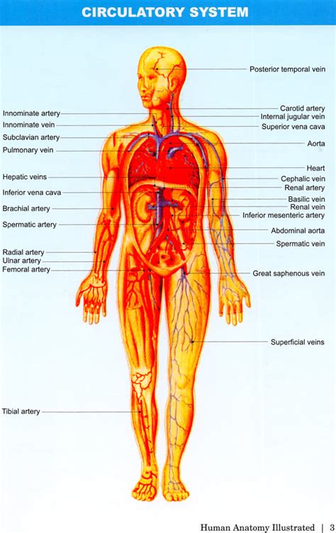 Human Anatomy Illustrated (30 Coloured Illustrations)