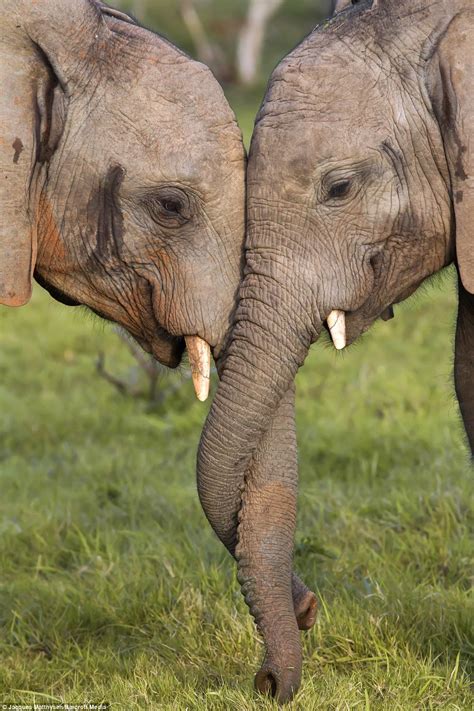 Otters and Science News: ELEPHANT FRIENDSHIPS - TWO ELEPHANTS ...