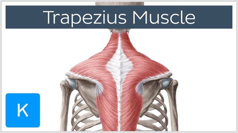 Trapezius Muscle - Origin, Insertion, Actions - Human Anatomy | Kenhub ...