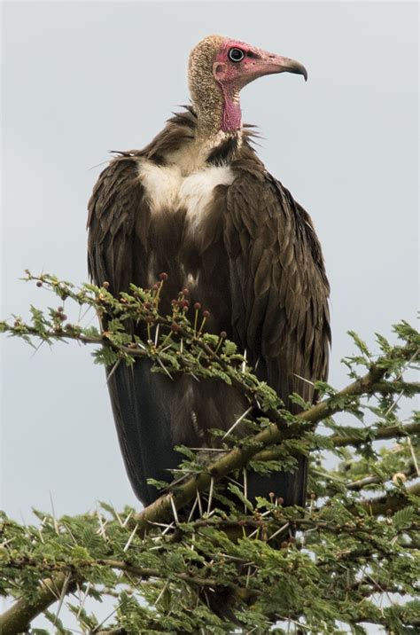 Hooded Vulture - Owen Deutsch Photography