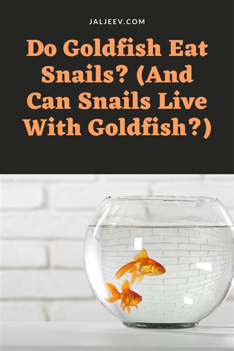 Do Goldfish Eat Snails? (And Can Snails Live With Goldfish?) | Goldfish ...