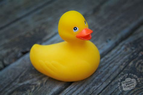 Rubber Duck, FREE Stock Photo, Image, Picture: Big Yellow Rubber Duck ...