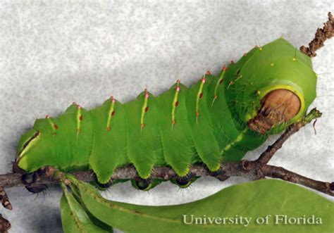 polyphemus moth - Antheraea polyphemus (Cramer)