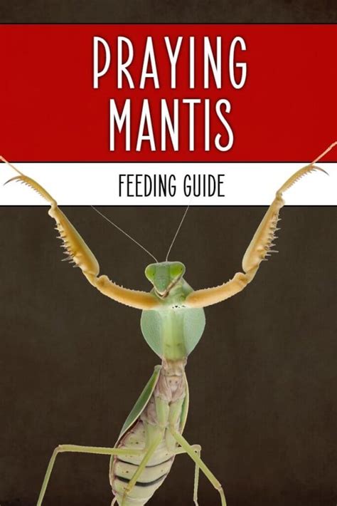 Praying Mantis Food & Feeding | Keeping Exotic Pets