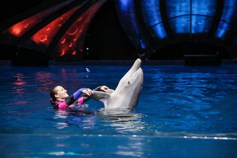 New Dolphin Presentation to Debut at Georgia Aquarium | Georgia Aquarium