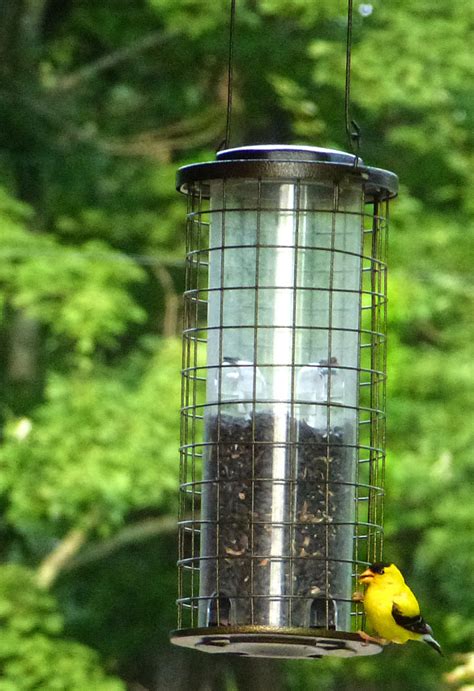 American Goldfinch Facts, Habitat, Diet, Life Cycle, Pictures