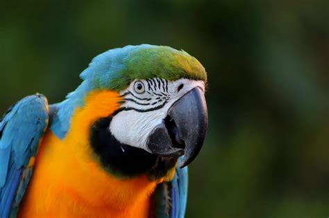 Amazon Rainforest Birds: Species List & Top 10 - Rainforest Cruises