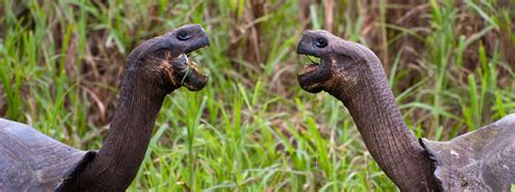 Fernandina Island | Galápagos Conservancy