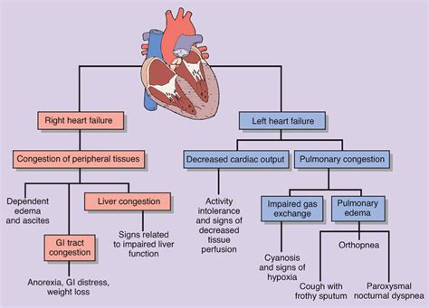 Popista | Pathophysiology nursing, Nursing school survival, Heart ...