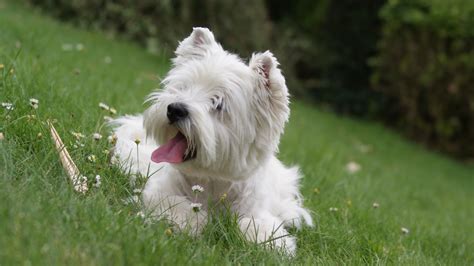 West Highland White Terrier Dog Breed - Pictures, Information ...