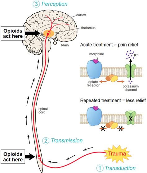 Opiates Brain Before And After